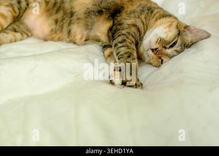 A sleepy domestic calico tabby cat lies lazily on a comfortable white bed, looking at the camera half-awake Stock Photo