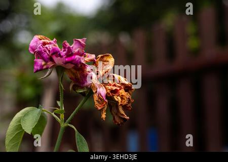 Withered Damask Rose Fading Slowly After Full Bloom, sad dry pink flower for skin aging cream marketing campaign, brand awareness, conceptual life dec Stock Photo