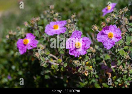 Cistus creticus (pink, hoary rock rose) flowers Stock Photo