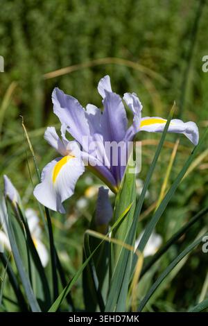 Dutch iris (Iris hollandica) flowers Stock Photo