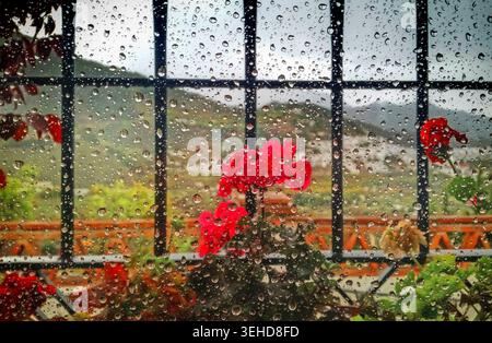 Geraniums or Pelargoniums, on a window sill during a rare rainy day in Frigiliana, Costa del Sol, Malaga Province, Andalucia, Spain. Stock Photo