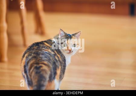 Cat walking away and looking back Stock Photo - Alamy