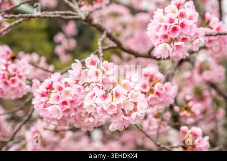 Pink Cherry Blossom Flowers on Soft Background. Stock Photo