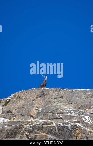 Alpine ibex (Capra ibex), in the mountains, Bavaria, Germany, Europe ...