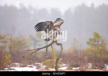 White-tailed eagle, Haliaeetus albicilla, juvenile perched on a branch in a bog, Småland, Sweden Stock Photo