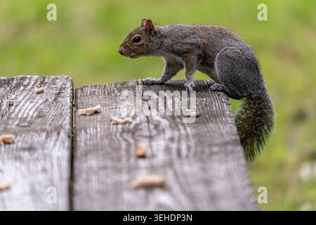 A gray squirrel carefully creeps along a weathered wooden picnic table, framed by a soft green background in a peaceful outdoor scene. Stock Photo