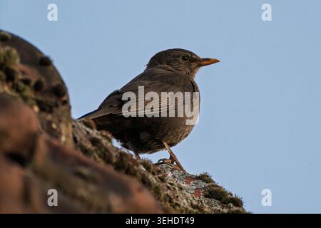 Blackbird perched on a mossy rooftop during warm evening light. Detailed wildlife portrait featuring soft blue background, textured feathers and natur Stock Photo
