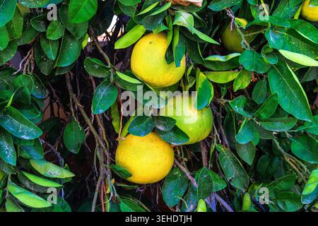 Close up of ripe pomelo fruits hanging on a citrus tree among dense glossy green leaves. Stock Photo