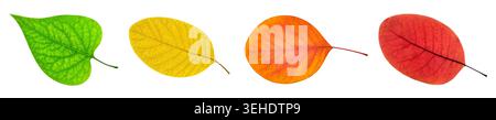 set of colorful leaves isolated on white background Stock Photo