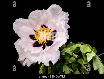 A stunning white tree peony in full bloom featuring a dark purple center and yellow stamens with delicate water drops on petals isolated against a sol Stock Photo