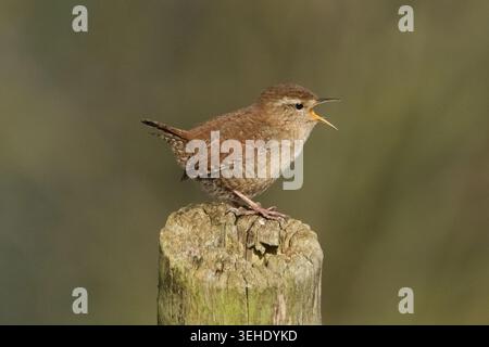 Eurasian Wren Singing on a Wooden Post Close-up Stock Photo