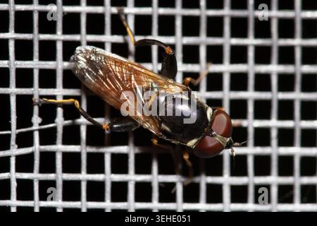 Macro portrait of hoverfly insect on window mosquito screen net, closeup of fly on mesh Stock Photo