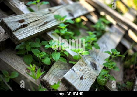 Fresh green plant sprouts growing up through the gaps of an old weathered wooden pallet in spring. Stock Photo
