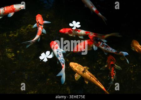 Colorful koi fish swimming peacefully in dark pond decorated with beautiful white flower blossoms floating on water surface, creating calming and tran Stock Photo