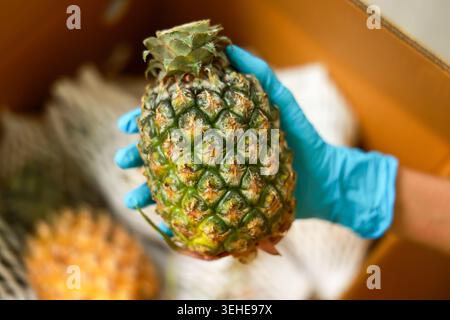 Hand in blue glove holding fresh pineapple showing careful worker packing box with deep dedication and focused attention to ensure maximum food safety Stock Photo