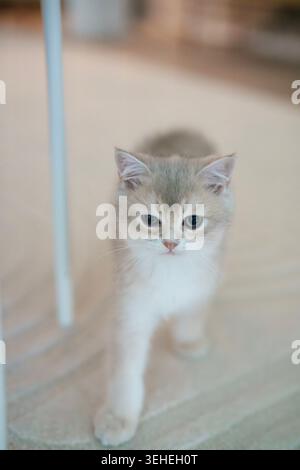 A British Shorthair kitten walking gracefully toward the camera on a textured, beige carpet Stock Photo