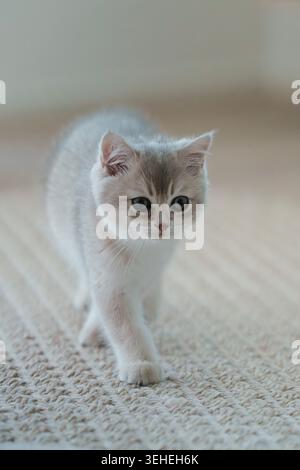 A British Shorthair kitten walking gracefully toward the camera on a textured, beige carpet Stock Photo