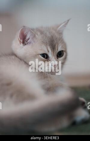 A British Shorthair kitten Stock Photo
