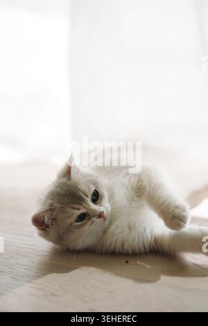 A young British Shorthair kitten lounging on a light wooden floor Stock Photo