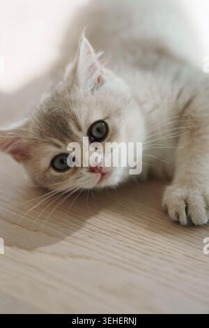 A young British Shorthair kitten lounging on a light wooden floor Stock Photo