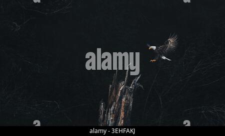 A bald eagle about to be landing on a tree stump (Haliaeetus leucocephalus), dark moody atmosphere, matte background, copy space, 16:9 Stock Photo
