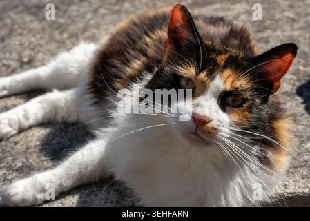 Closeup of a orange, black and white fluffy Calico cat laying in the sun Stock Photo