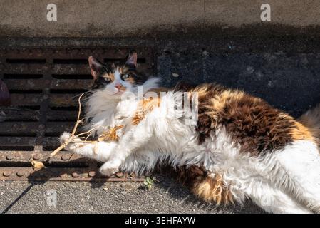 A playful Calico cat playing with a twig in the sun. Adorable domestic cat with colourful orange, brown and white fur relaxing with a twig in her paw Stock Photo