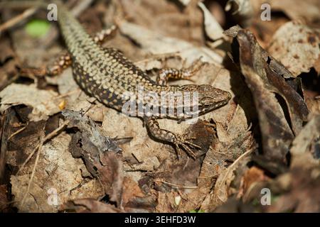 Camouflaged brown lizard basking on dry leaves of the forest floor, showing textured scales and natural camouflage. Stock Photo