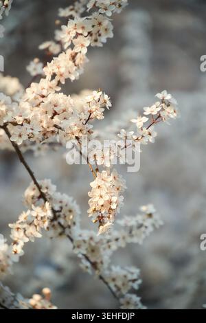Soft-focused white cherry blossoms on branching stems bathed in warm spring light, evoking calm and renewal. Stock Photo