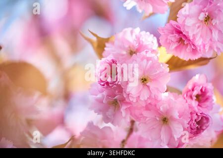 Delicate pink cherry blossoms and spring flowers clustered on a branch with soft pastel bokeh. Stock Photo
