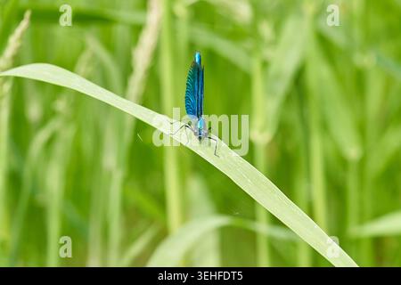 Iridescent blue damselfly perched on a grass blade among green stems, detailed macro capture of insect and wings. Stock Photo