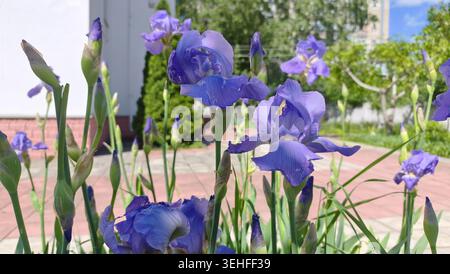 Beautiful purple iris flowers blooming in the yard Stock Photo