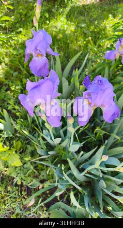 Purple bearded irises blooming in a sunny garden Stock Photo