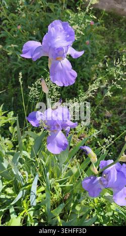 Purple bearded irises blooming in a sunny garden Stock Photo
