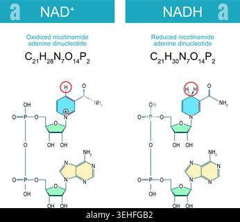 NADH and NAD+ molecules. Difference and comparison. Molecular chemical structural formula and model of Reduced and Oxidized nicotinamide adenine dinuc Stock Vector