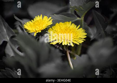 yellow flower on black background Stock Photo