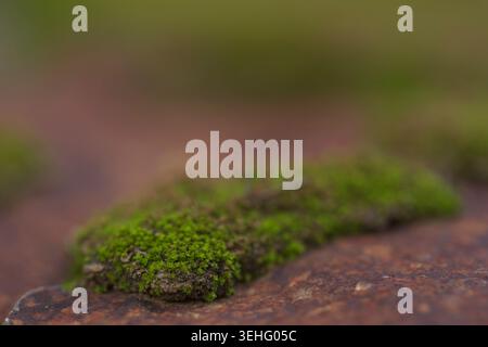 Green moss on a rock slab, in a moist section of the farm. Stock Photo