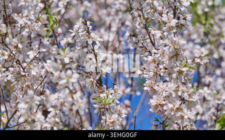 Dense branches of flowering almond trees, covered with small white flowers with pink centers, against the backdrop of a bright blue sky on a sunny spr Stock Photo