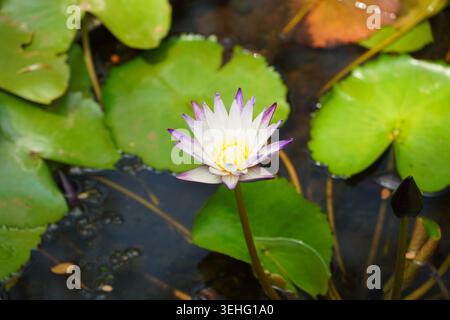 Close-up photograph of a purple tipped white water lily blooming in a natural pond surrounded by floating green lily pads and dark reflective water. Stock Photo