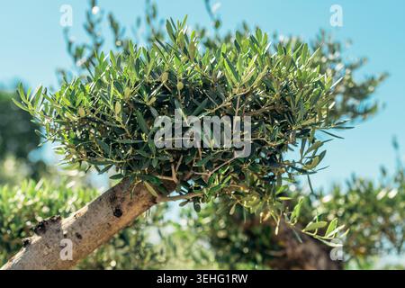 Close-up of a mature olive tree with thick, gnarled, textured trunk covered in lichen and deep cracks. Selective focus. Stock Photo
