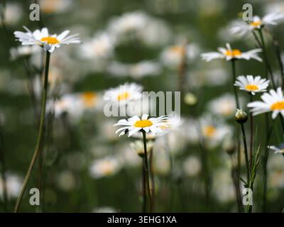 Oxeye daisies lucanthemum vulgare growing in the wild, Northamptonshire, UK Stock Photo