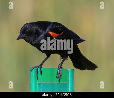 A male red-winged blackbird perched on a green post against a softly blurred natural background. Foothills Nature Preserve, Santa Clara County, Califo Stock Photo