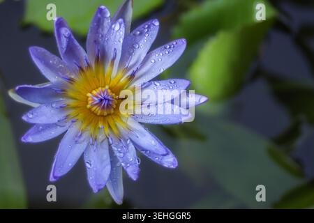High angle view of a purple water lily lotus flower covered in heavy water droplets blooming on a dark natural pond surface with copy space. Stock Photo