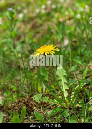Dandelion in bloom. Quebec,Canada. Stock Photo