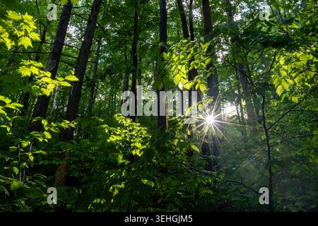 Sunrays shining through the forest on Coontree Trail - Pisgah National Forest, near Brevard, North Carolina, USA Stock Photo