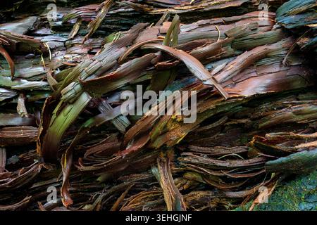 Abstract bark patterns on fallen tree trunk - Coontree Trail, Pisgah National Forest, near Brevard, North Carolina, USA Stock Photo