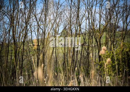 the grass in the wind Stock Photo