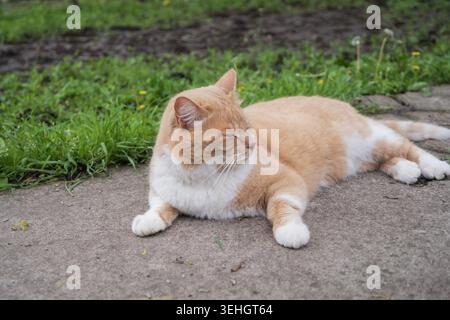 Domestic ginger cat relaxing on concrete garden path in countryside backyard Stock Photo