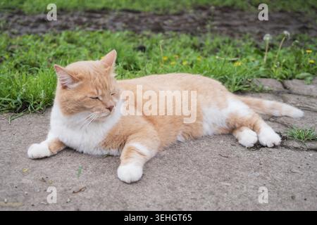 Domestic ginger cat relaxing on concrete garden path in countryside backyard Stock Photo