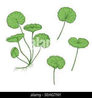 Centella asiatica illustration, gotu kola. Drawing in sketchy engraving style for packaging and design. Stock Vector